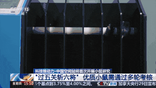 神舟二十一号小鼠实验_中国首次送小鼠进入“太空家园”_中国空间站小鼠饲养