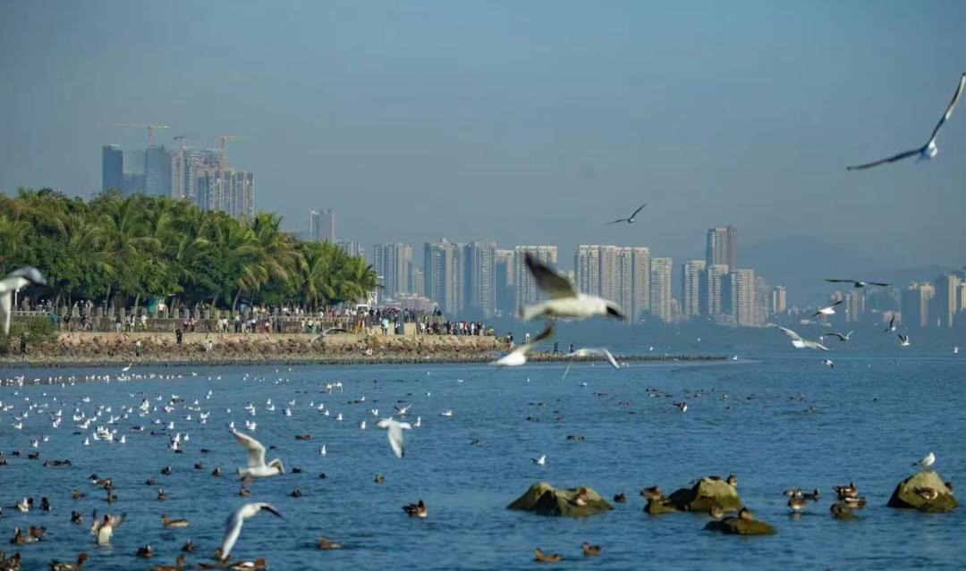 深圳马拉松赛事官网报名_荣耀2025深圳马拉松报名开启_深圳国际马拉松12月5日路线