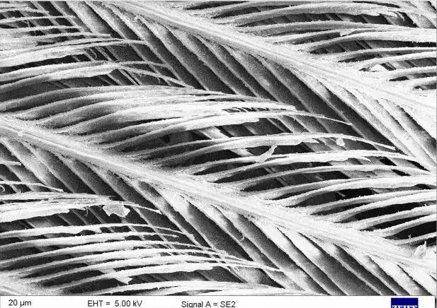 鸟类如何应对下雨天_雨中鸟儿的防水技巧_下雨天的时候鸟都在干什么?