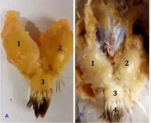 下雨天的时候鸟都在干什么?_雨中鸟儿的防水技巧_鸟类如何应对下雨天