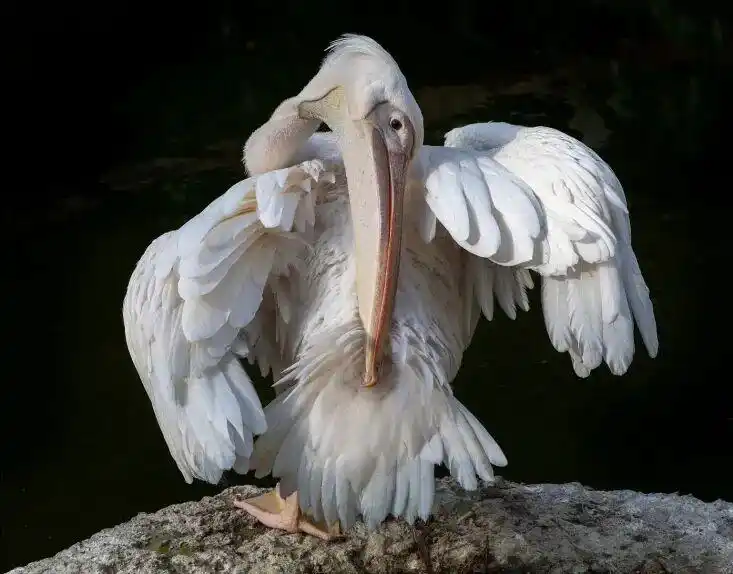 下雨天的时候鸟都在干什么?_鸟类如何应对下雨天_雨中鸟儿的防水技巧