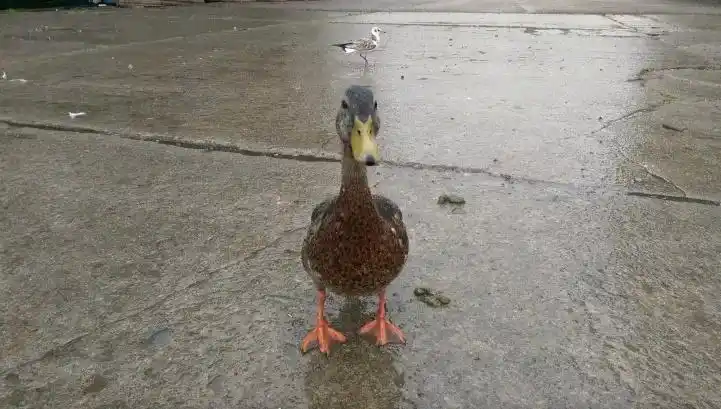 雨中鸟儿的防水技巧_鸟类如何应对下雨天_下雨天的时候鸟都在干什么?