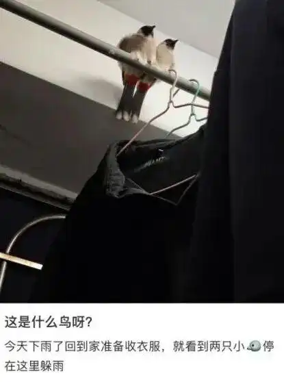 雨中鸟儿的防水技巧_鸟类如何应对下雨天_下雨天的时候鸟都在干什么?