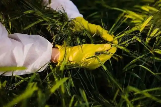 亲本种子非法获取案例_境外间谍粮食安全渗透_曝光！间谍在中国搜集亲本种子