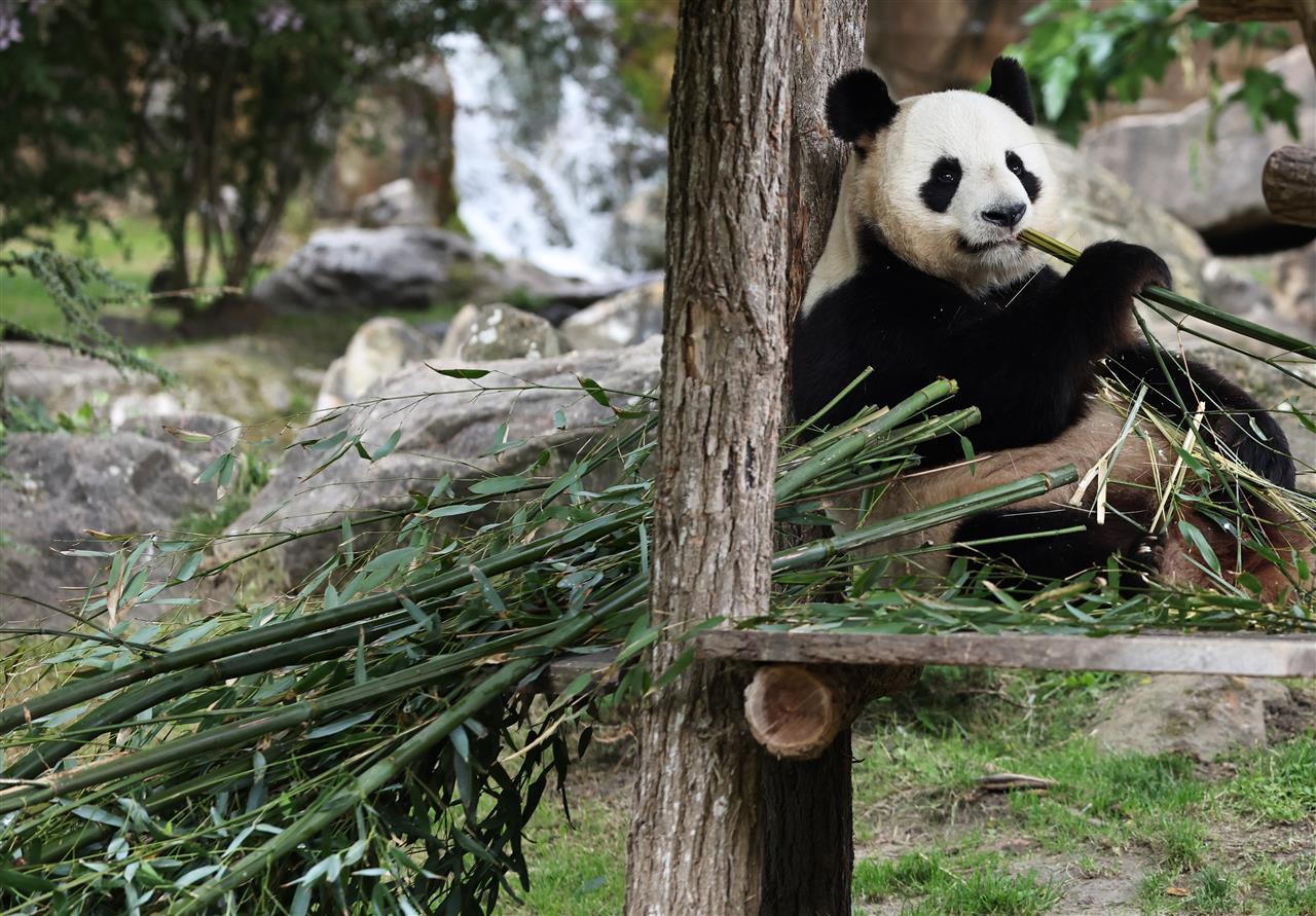 “欢欢”和“圆仔”前脚刚回国，马克龙后脚就来了？他将亲自去成都“耍”大熊猫
