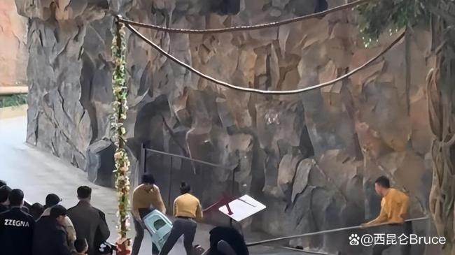 动物园黑熊袭击饲养员 无人伤亡 表演压力引关注