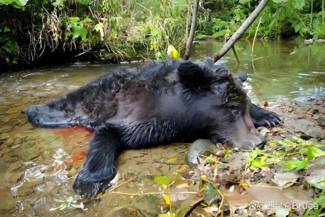 动物园黑熊袭击饲养员 无人伤亡 表演压力引关注