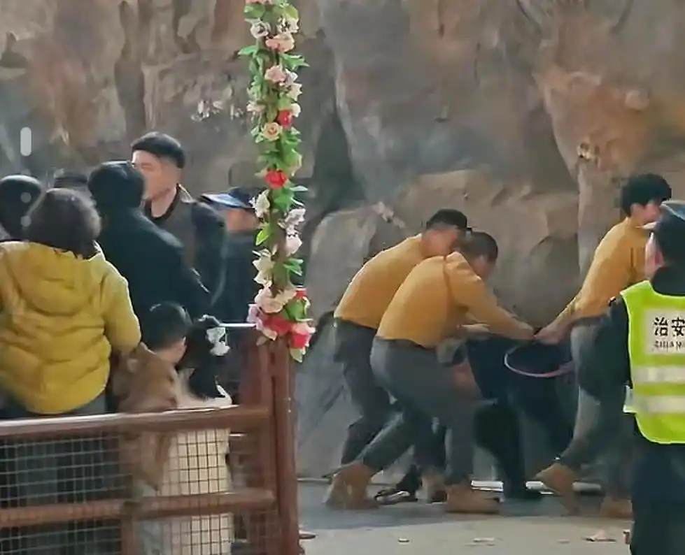 杭州野生动物园黑熊突然袭击饲养员_杭州野生动物园黑熊袭击饲养员_黑熊表演事故杭州