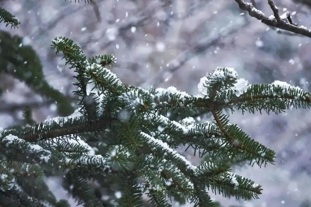 大雪节气为啥要喝红薯粥_大雪节气三候_大雪节气习俗