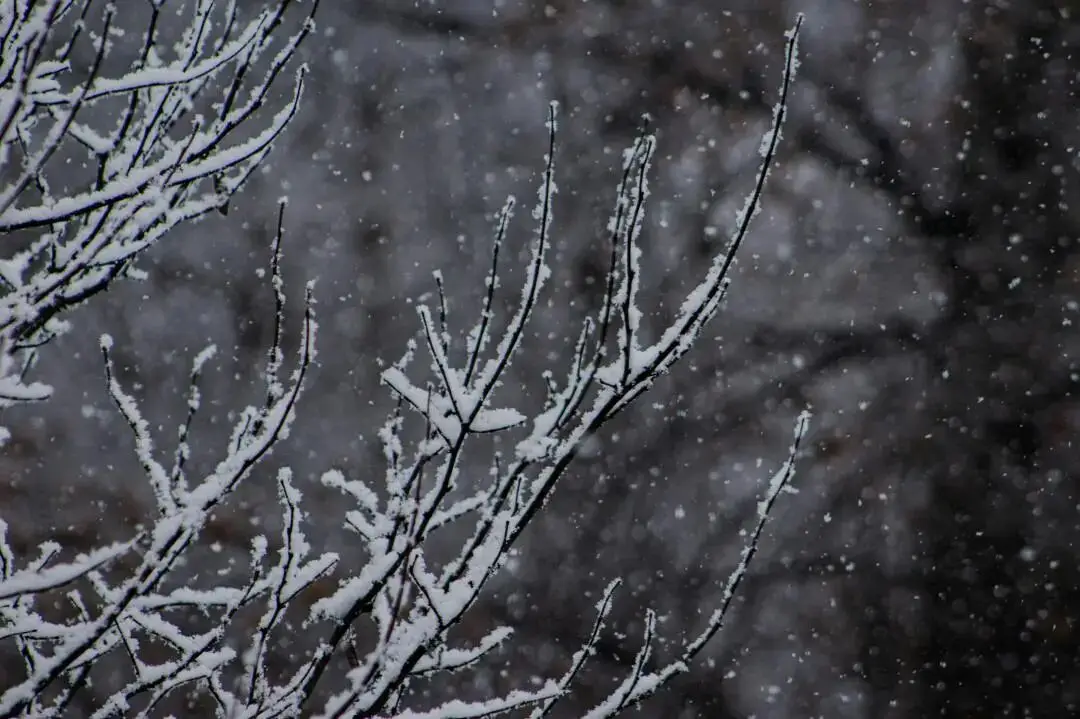 大雪节气习俗_大雪节气三候_大雪节气为啥要喝红薯粥
