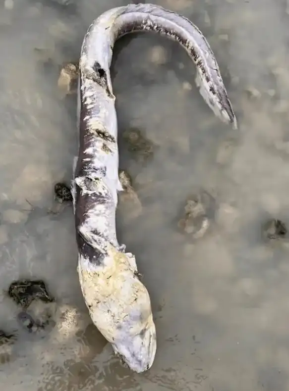 巨型康吉鳗尸体 英国西索塞克斯郡 海滩发现_英国海边出现巨型“海怪”