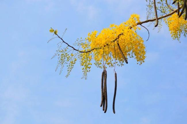 网上爆火的便秘果可以缓解便秘吗 便秘人的“邪修”救星?