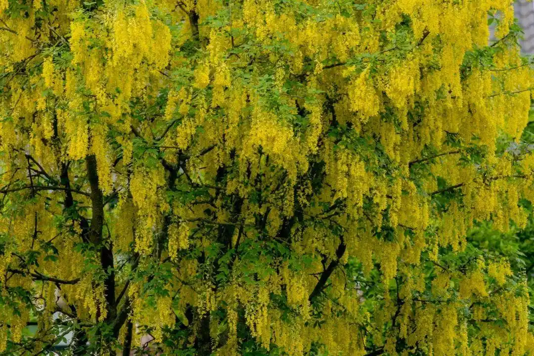 网上爆火的便秘果可以缓解便秘吗_便秘果 通便效果 腊肠树