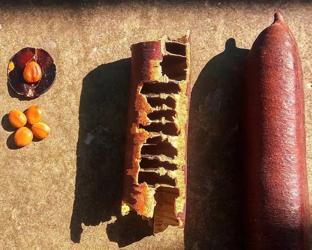 网上爆火的便秘果可以缓解便秘吗_便秘果 通便效果 腊肠树