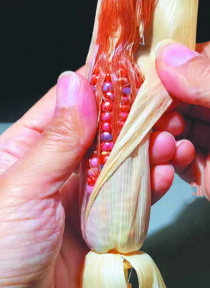 文玩玉米盘玩技巧_文玩玉米需求暴涨 价格炒到上万元_文玩玉米价格高原因