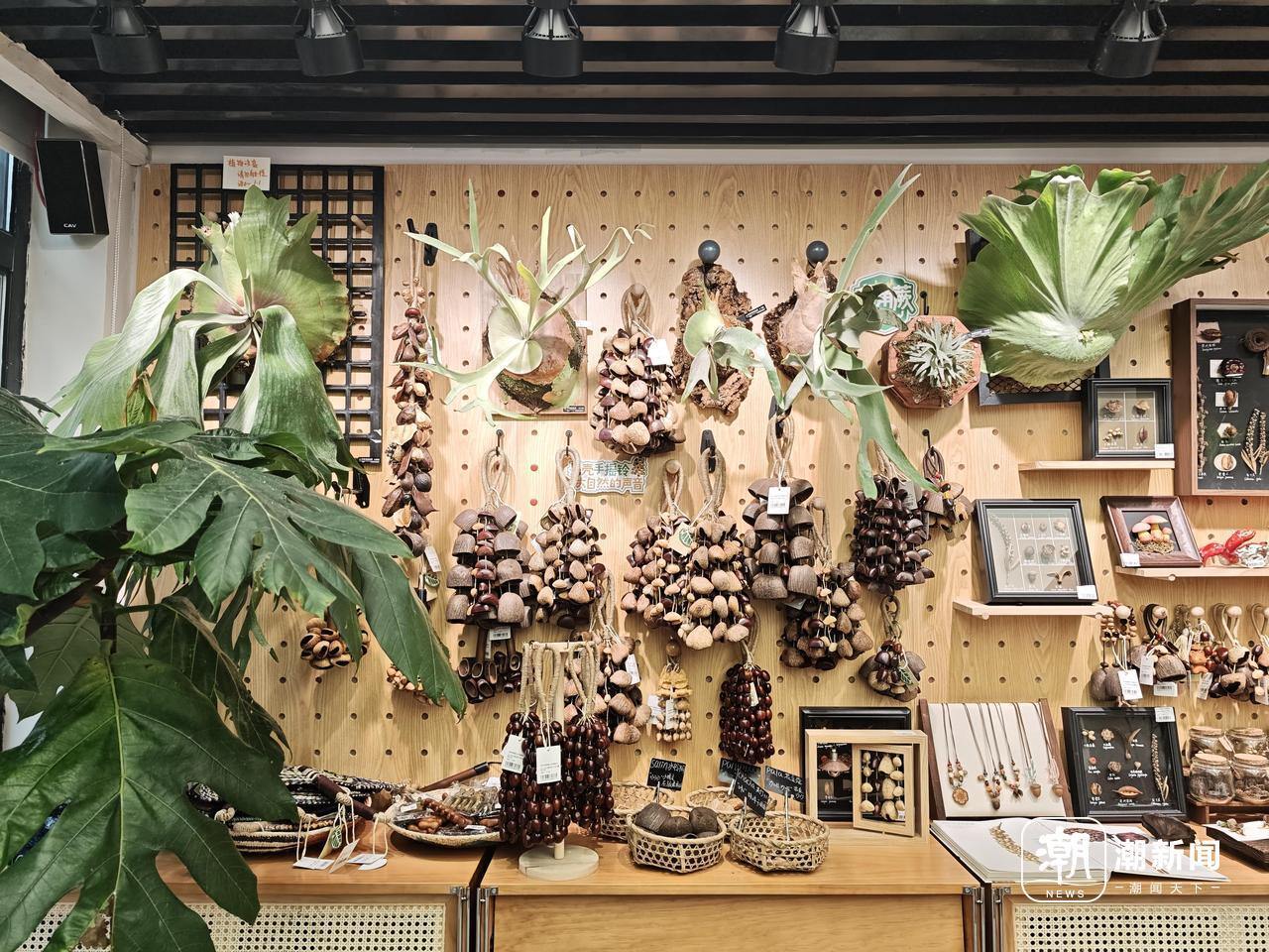 果壳摇铃火了,杭州植物园文创店人气爆棚!