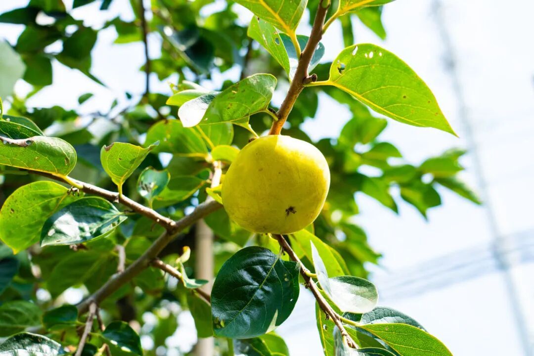 今日“霜降” 气温由凉转寒_霜降节气食养习俗_霜降祭祀土地神祖先