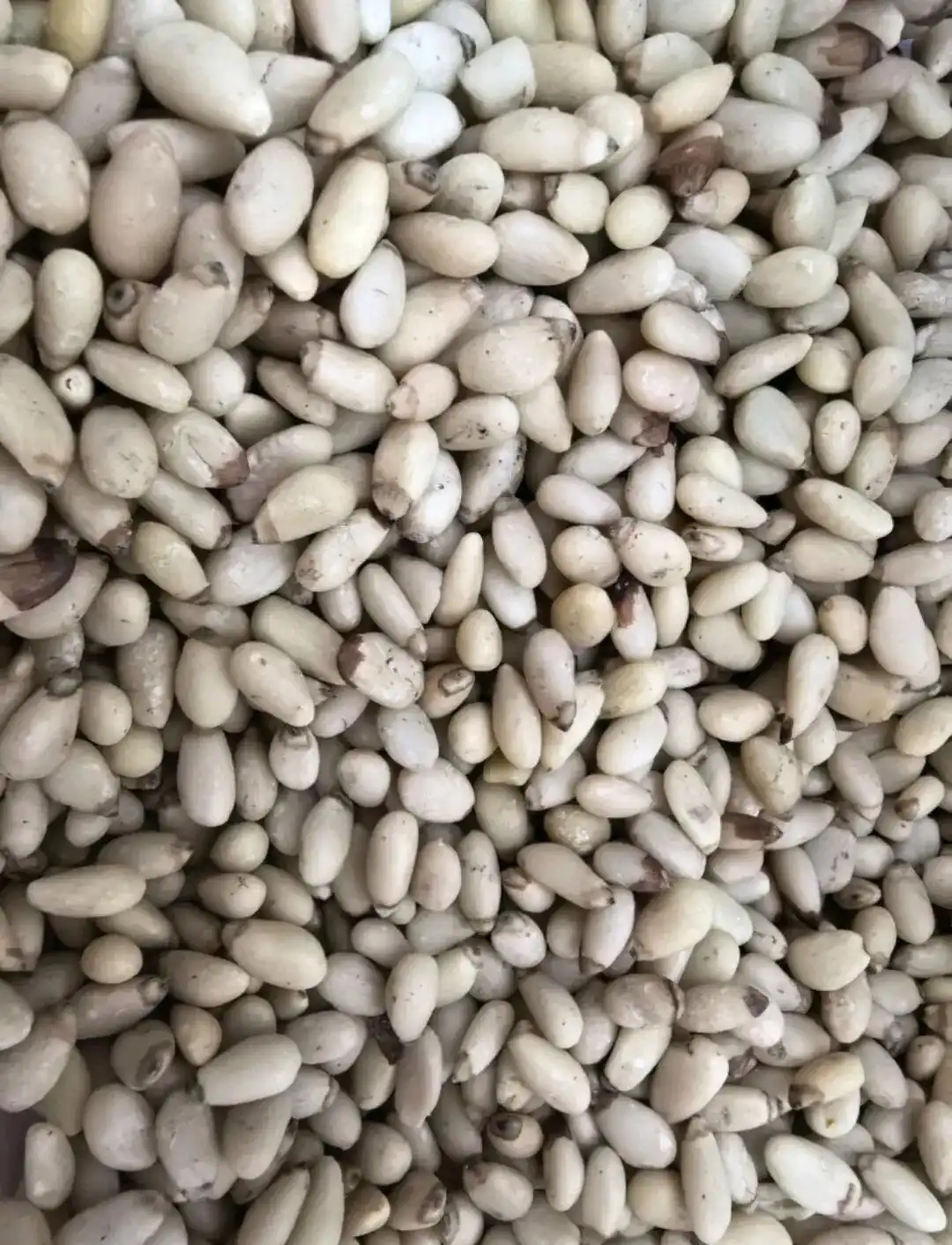 40一斤变40一两 女子买到天价松子仁_路边摊松子仁骗局_松子仁40元一两事件