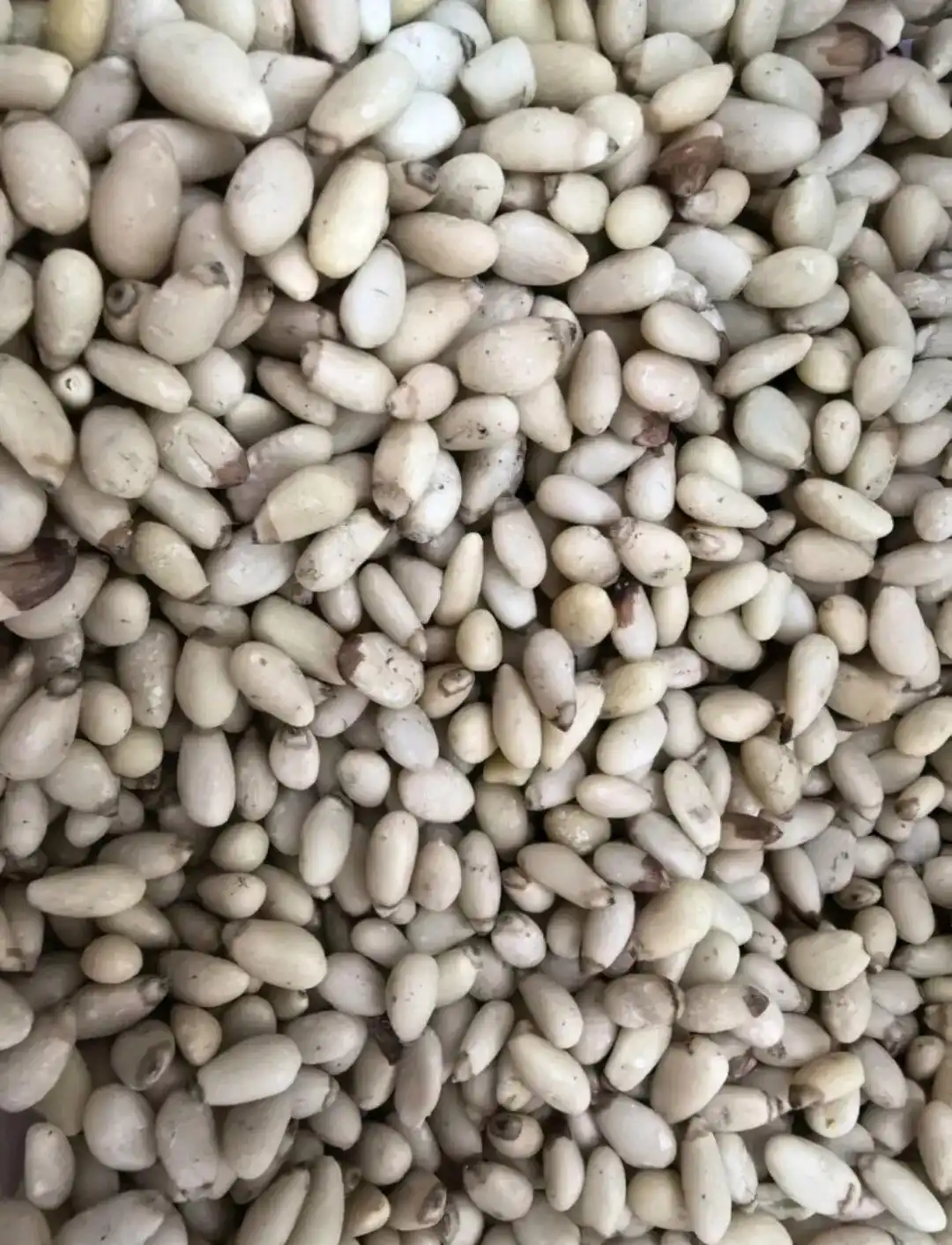 路边摊松子仁骗局_松子仁40元一两事件_40一斤变40一两 女子买到天价松子仁