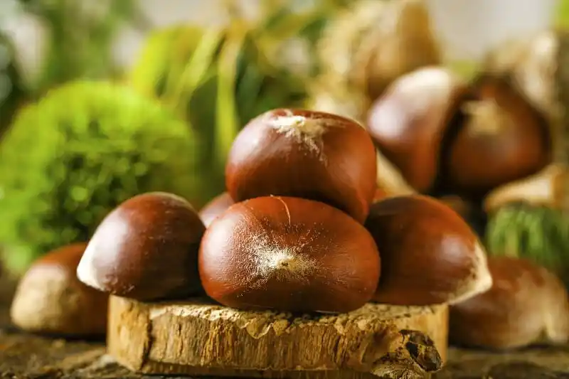 汪曾祺栗子文章_风栗子制作方法_糖炒栗子加糖真不是为了甜