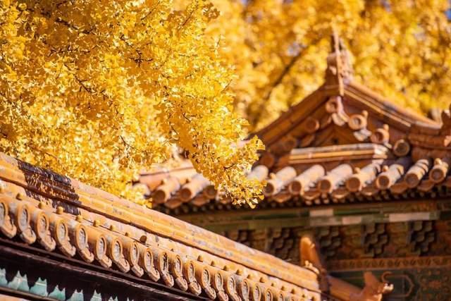 今年是百年一遇的“晚重阳” 霜降后迎吉祥