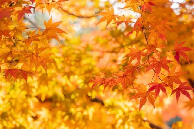 今年是百年一遇的“晚重阳” 霜降后迎吉祥