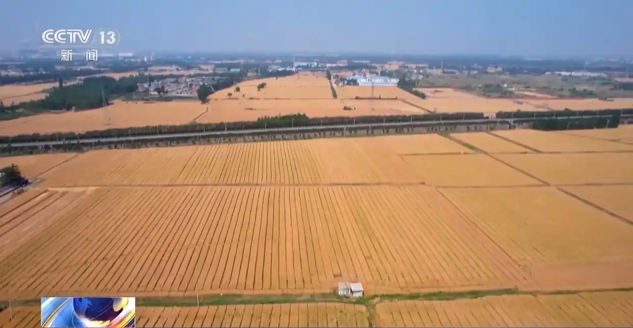 黄淮海地区农业基础设施升级_黄淮海粮食主产区产量增长趋势_为何今年全国粮食产量再创新高