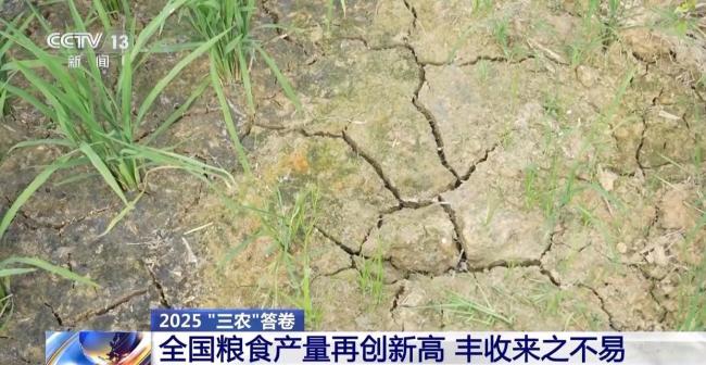 为何今年全国粮食产量再创新高 丰收来之不易