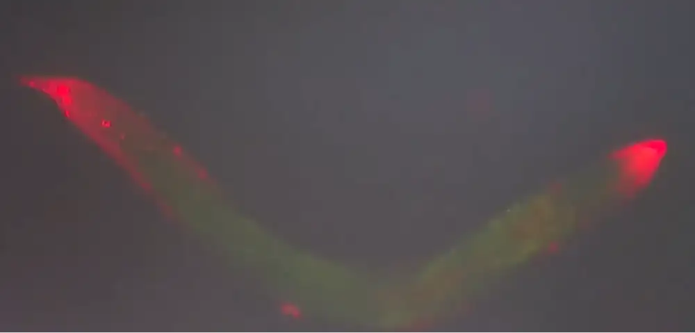 神舟二十一号空间生命科学实验_空间站啮齿类哺乳动物空间科学实验_航天员将在轨饲养4只小鼠