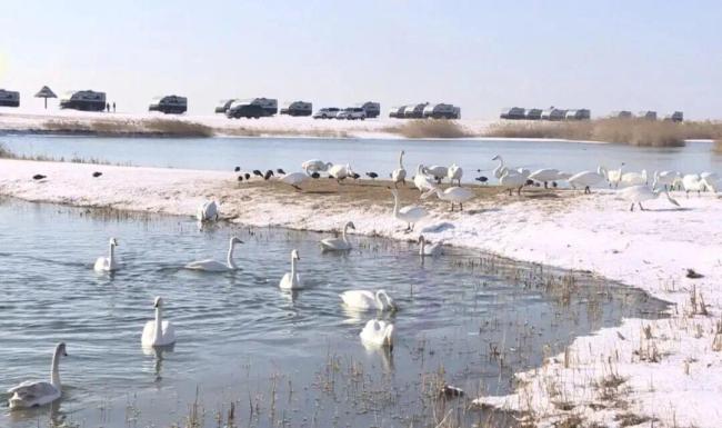 中国这个“雪窝子”你知道吗 威海深夜大雪纷飞