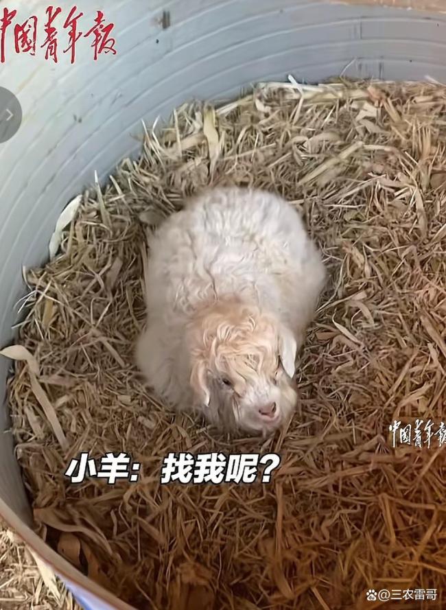 有人出价13万求购会装死的小羊 演技保命成网红