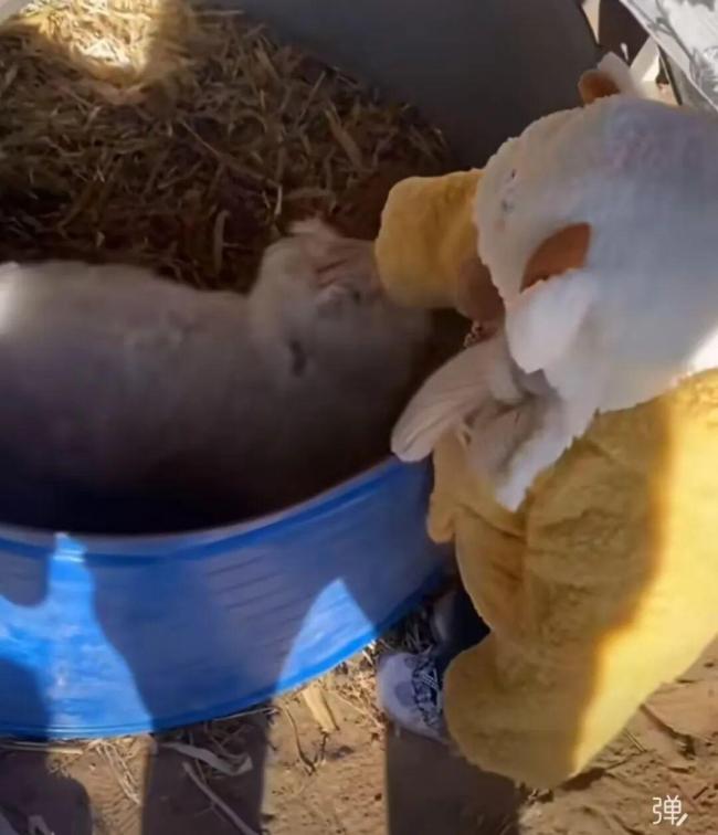 专家称装死小羊可人工繁殖更多只 基因突变引发“绝技”