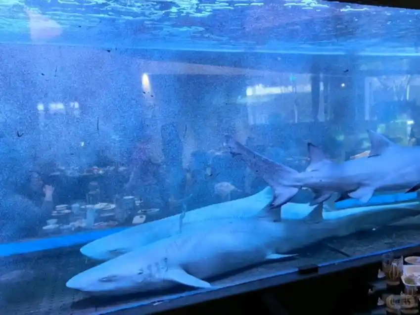 太原网红餐厅鲨鱼鱼缸_太原餐厅企鹅养殖_火锅店用鱼缸养鲨鱼供观赏