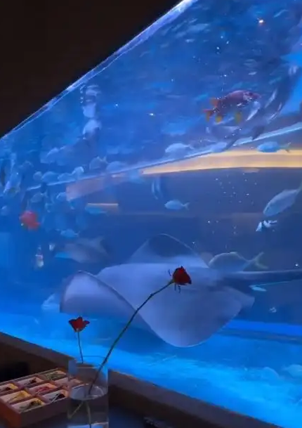 太原网红火锅店鱼缸饲养鲨鱼引质疑!店家称资质齐全