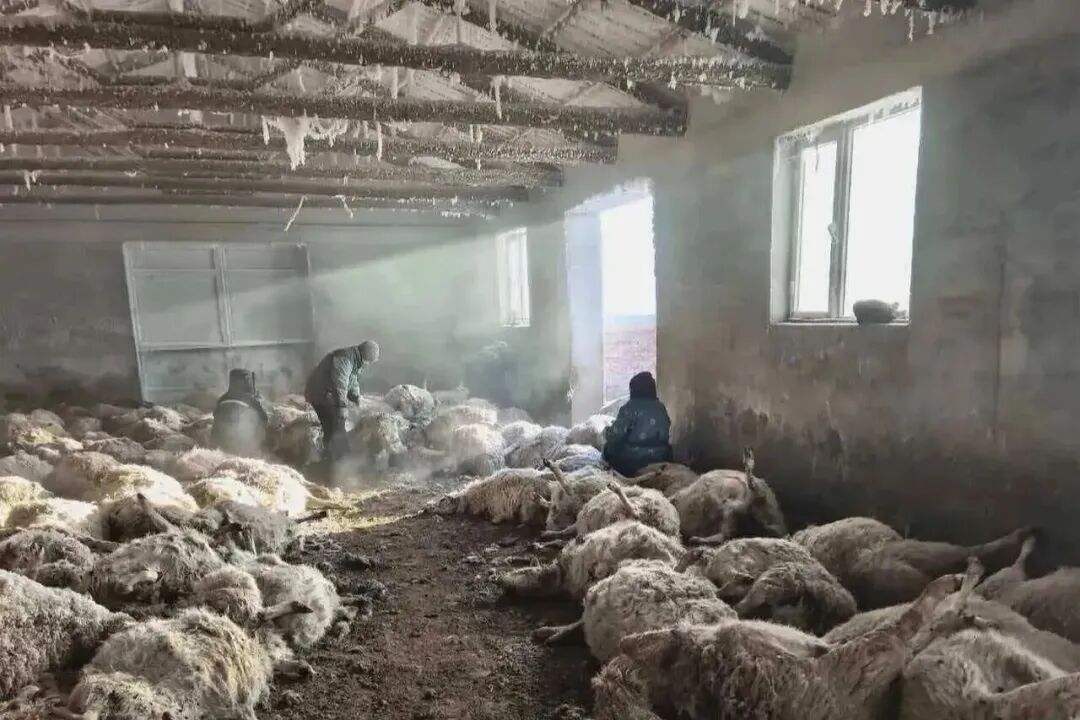 呼伦贝尔200多只羊遭狼群夜袭死亡,最新消息