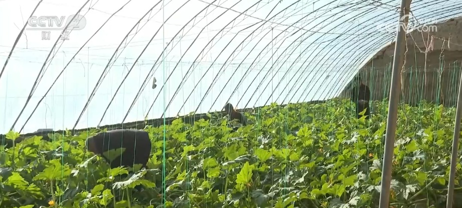 2025年农业农村发展情况_粮食产量再创新高_2026农业农村经济运行成绩单来了