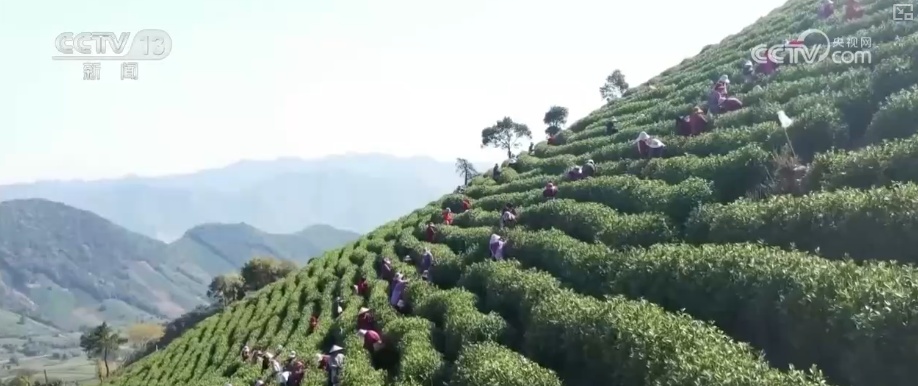 2026农业农村经济运行成绩单来了_2025年农业农村发展情况_粮食产量再创新高