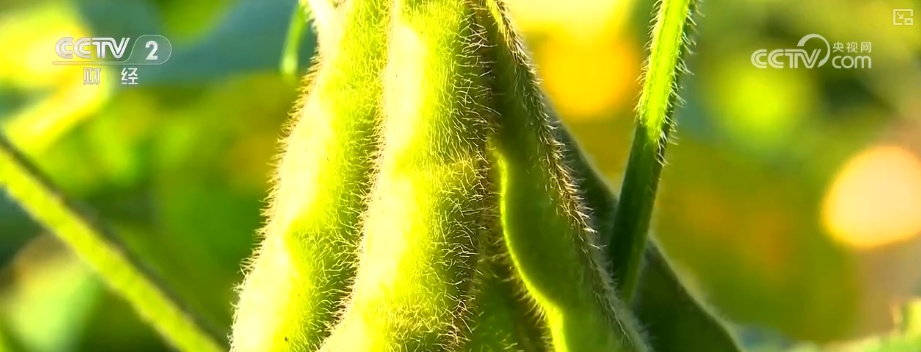 2026农业农村经济运行成绩单来了_粮食产量再创新高_2025年农业农村发展情况