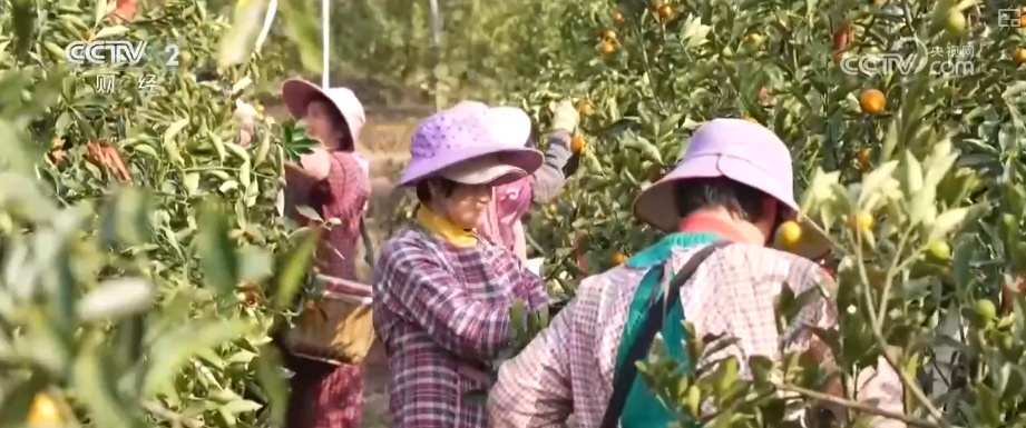 粮食产量再创新高_2025年农业农村发展情况_2026农业农村经济运行成绩单来了