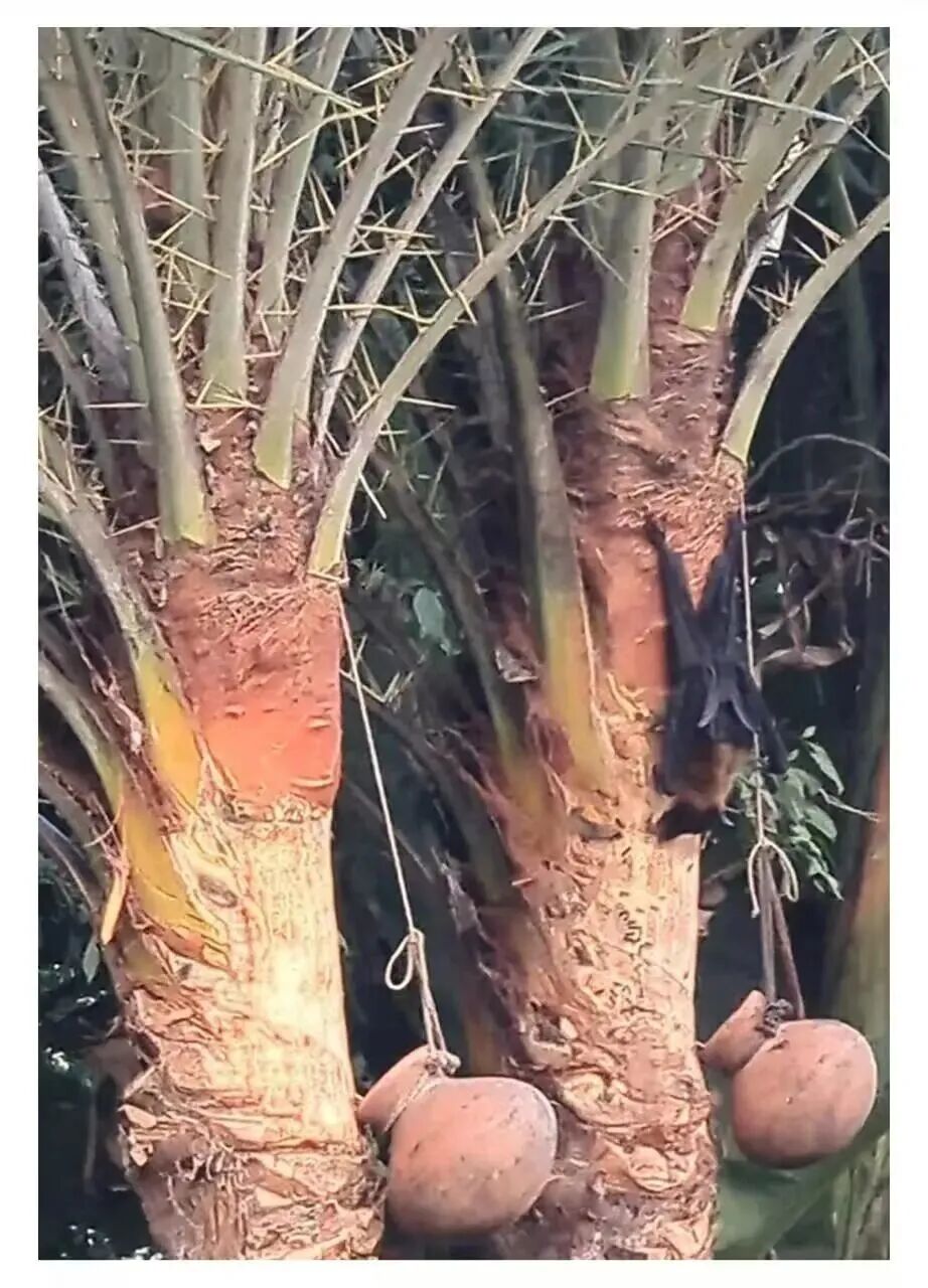 印度尼帕病毒疫情详情披露:护士或误饮蝙蝠污染的椰枣汁感染,传染同事!中国或可提供药物选择